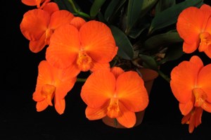 Cattleya coccinea Tokyo Smile HCC/AOS 76 pts.